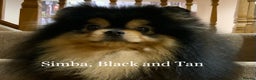 Pomeranian dogs for stud: Stunning Black and Tan for stud only in Lanark - Advert 5