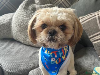 Shih Tzu dogs Our beautiful boy Arlo available for stud in Tipton - Advert 8