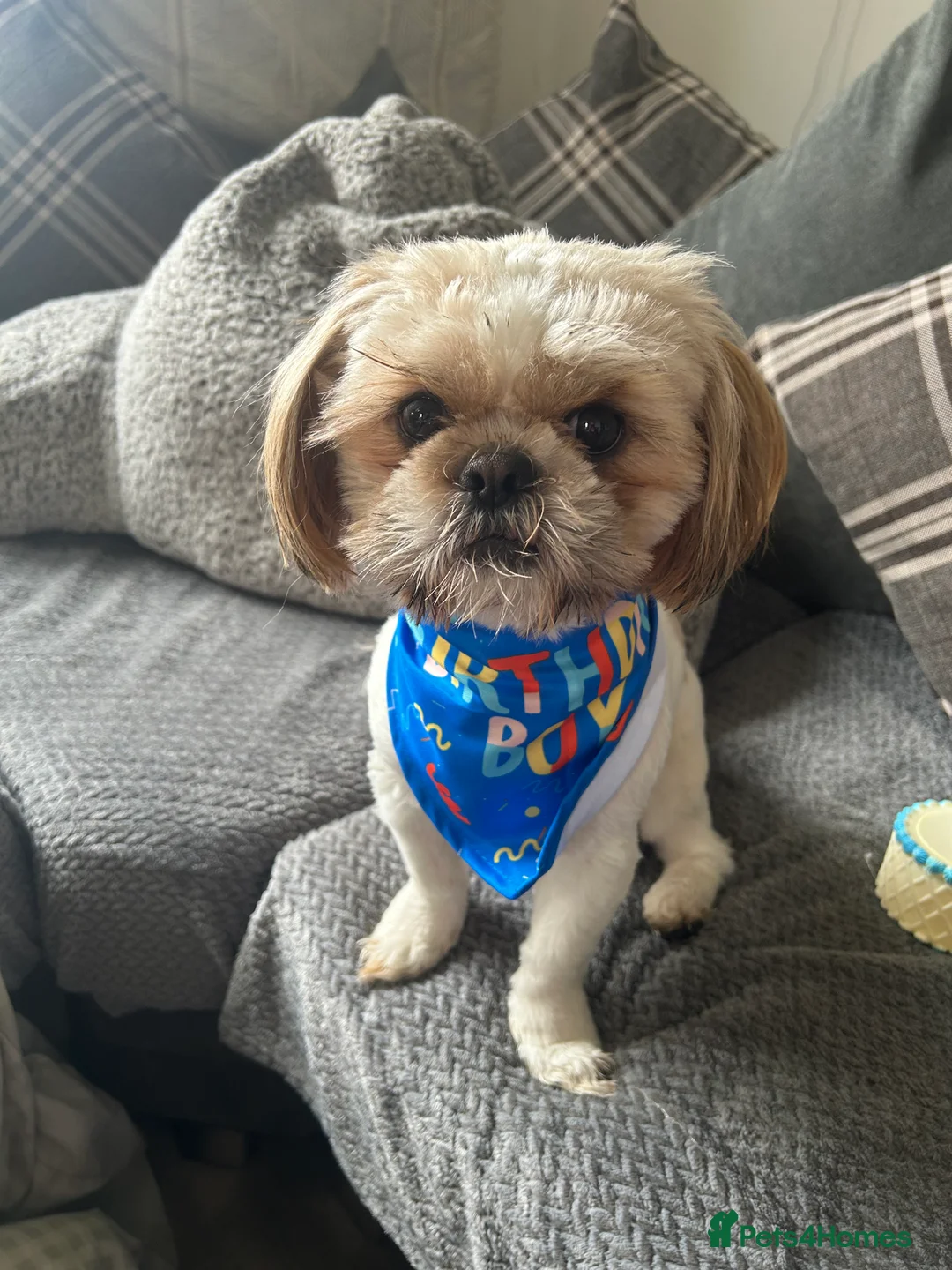 Shih Tzu dogs for stud: Our beautiful boy Arlo available for stud in Tipton - Advert 4