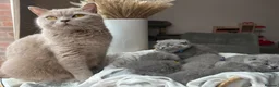British Shorthair cats for sale:  💙 Beautiful Blue BS Kittens 1 Boy & 4 Girls 💗 in Taunton - Advert 14