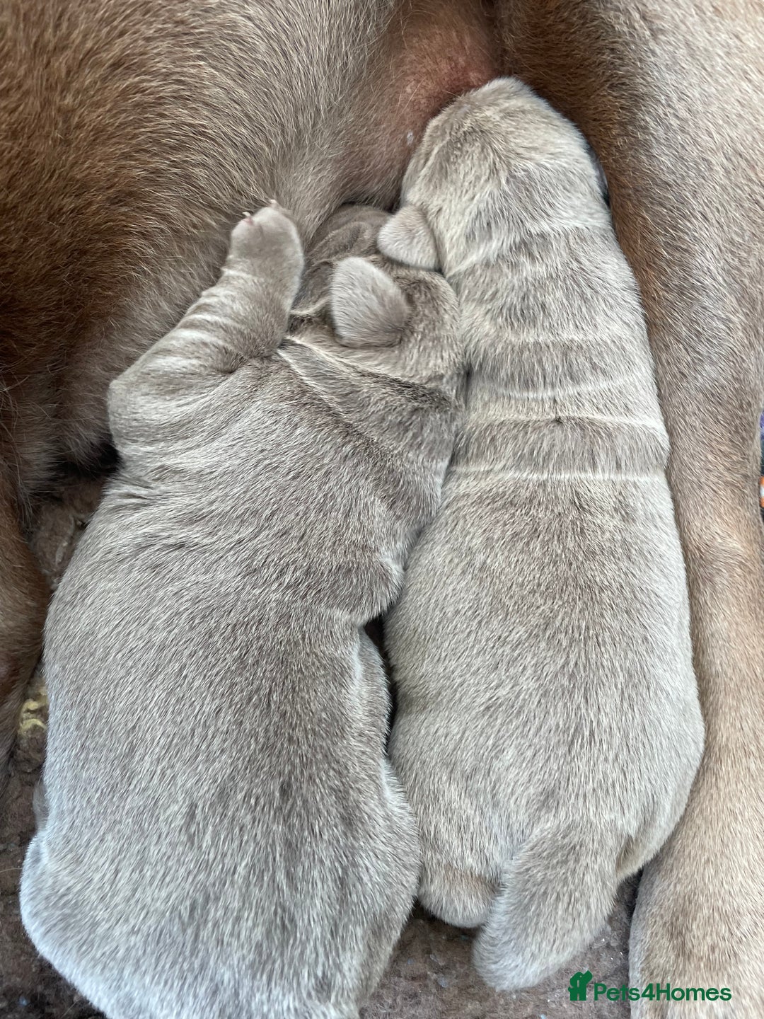 Labrador Retriever dogs for sale: Stunning kc silver Labradors  - Image 22