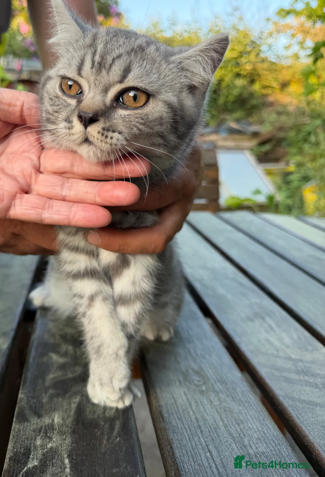 British Shorthair cats for sale: Beautiful British short hair kittens  - Advert 1