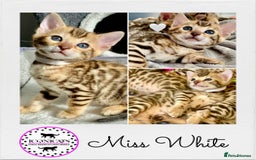 Bengal cats for sale: ⭐️ 1 LEFT!! - STUNNING TICA REG BENGAL CUBS ⭐️ - Image 1