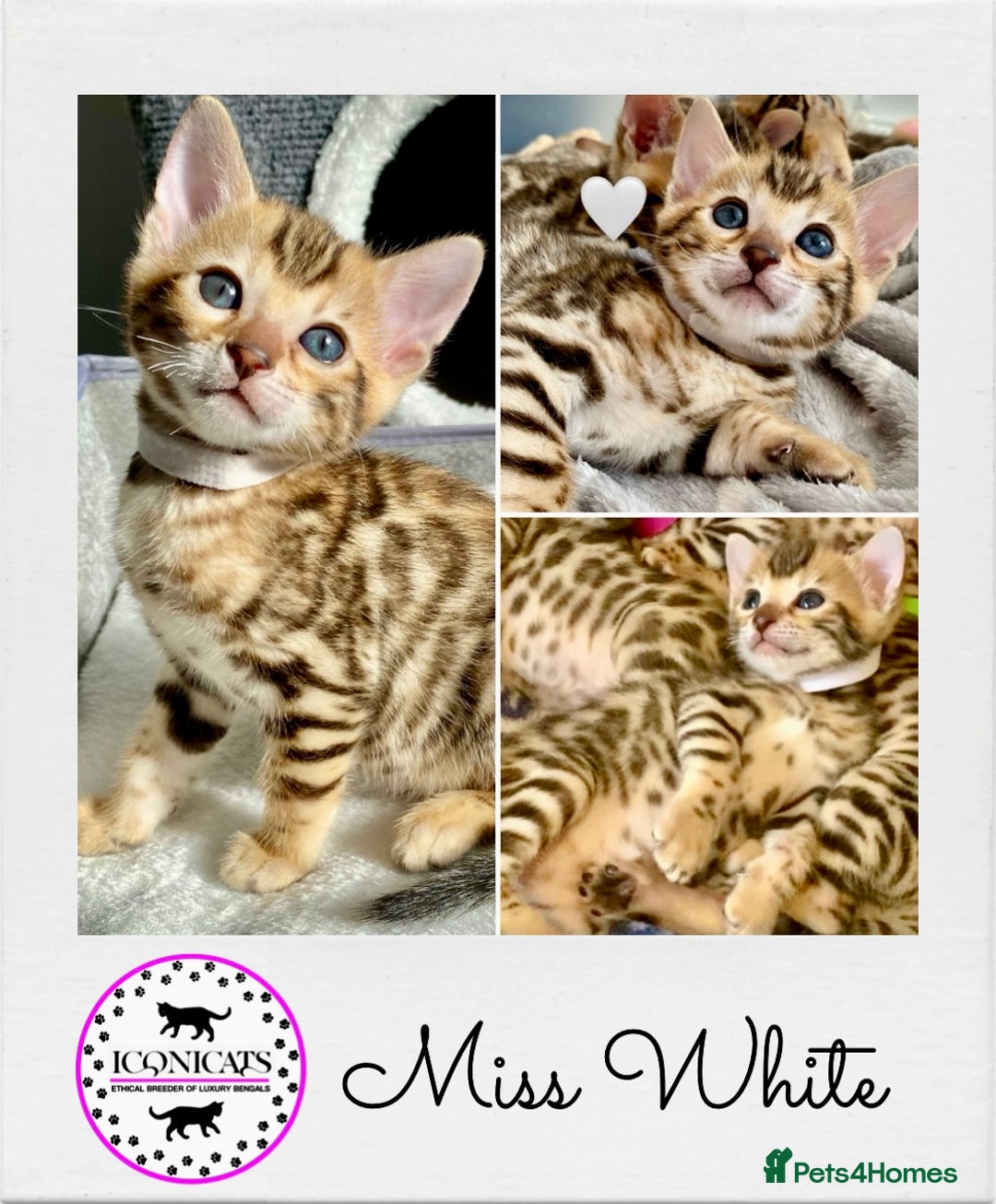 Bengal cats for sale: ⭐️ 1 LEFT!! - STUNNING TICA REG BENGAL CUBS ⭐️ - Image 1