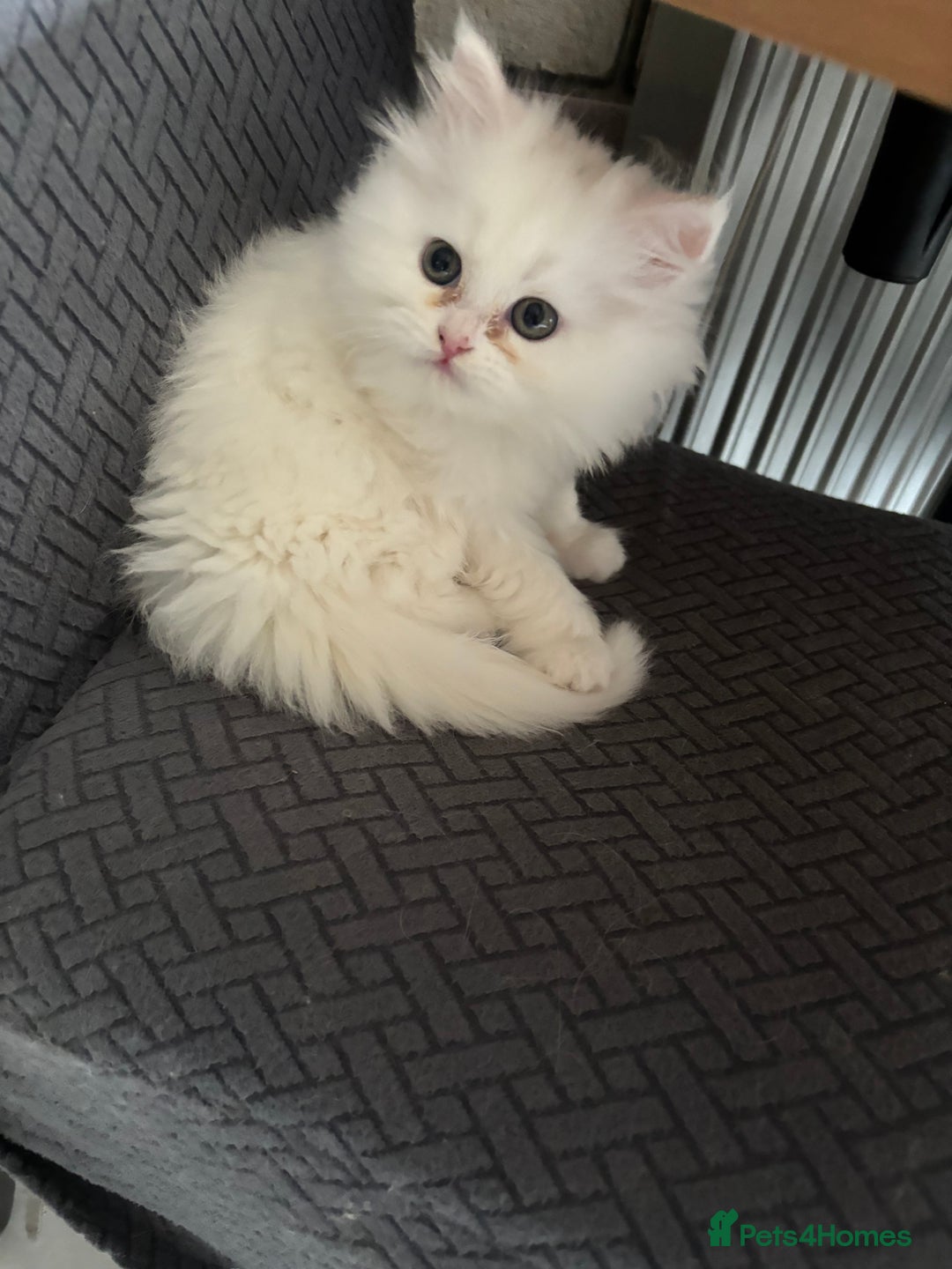Persian cats for sale: Persian kittens for sale - Image 12