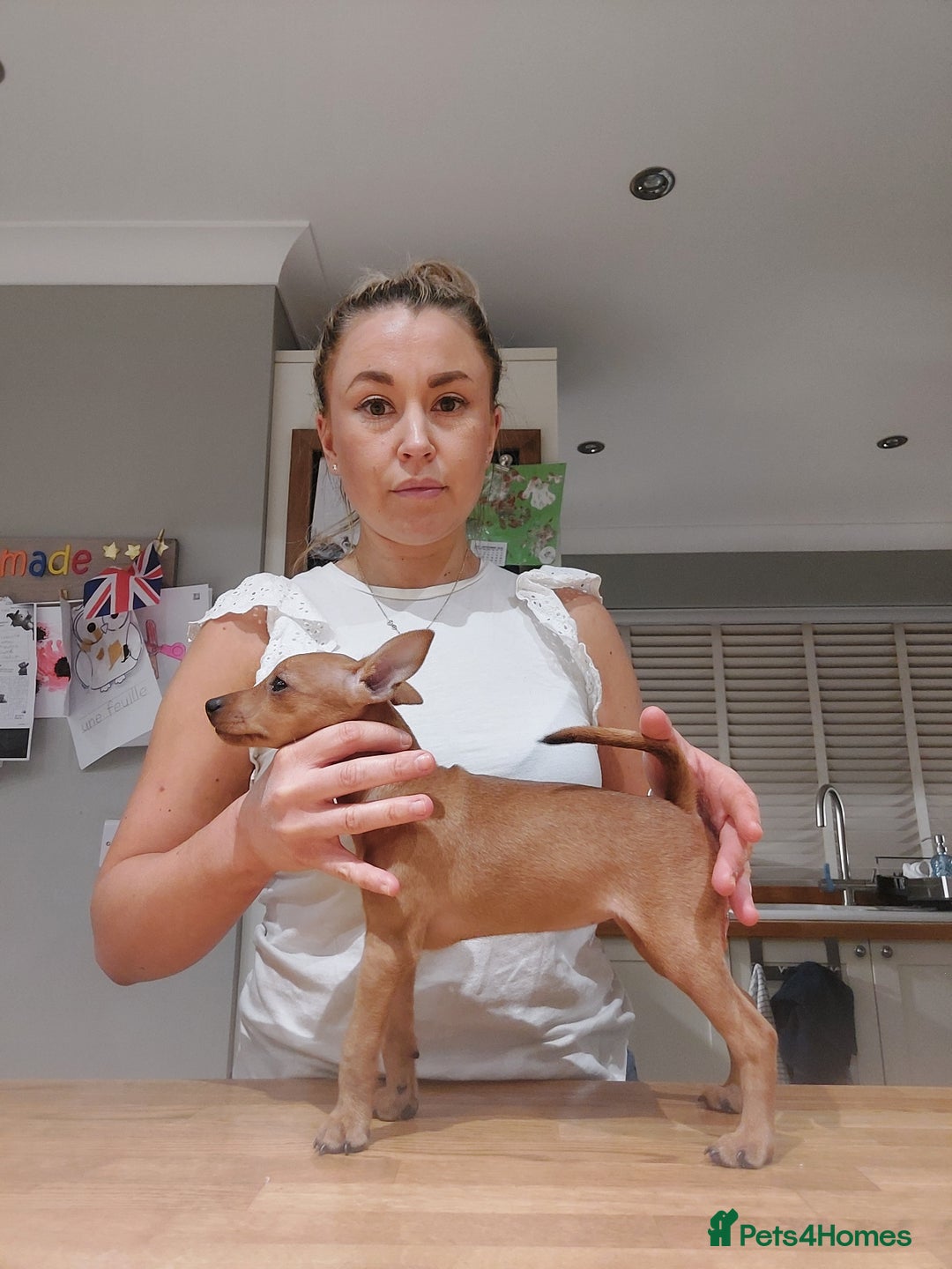 Miniature Pinscher dogs for sale: LAST PUPPY - LADYLUCKPINS KC MIN PINS - Advert 37