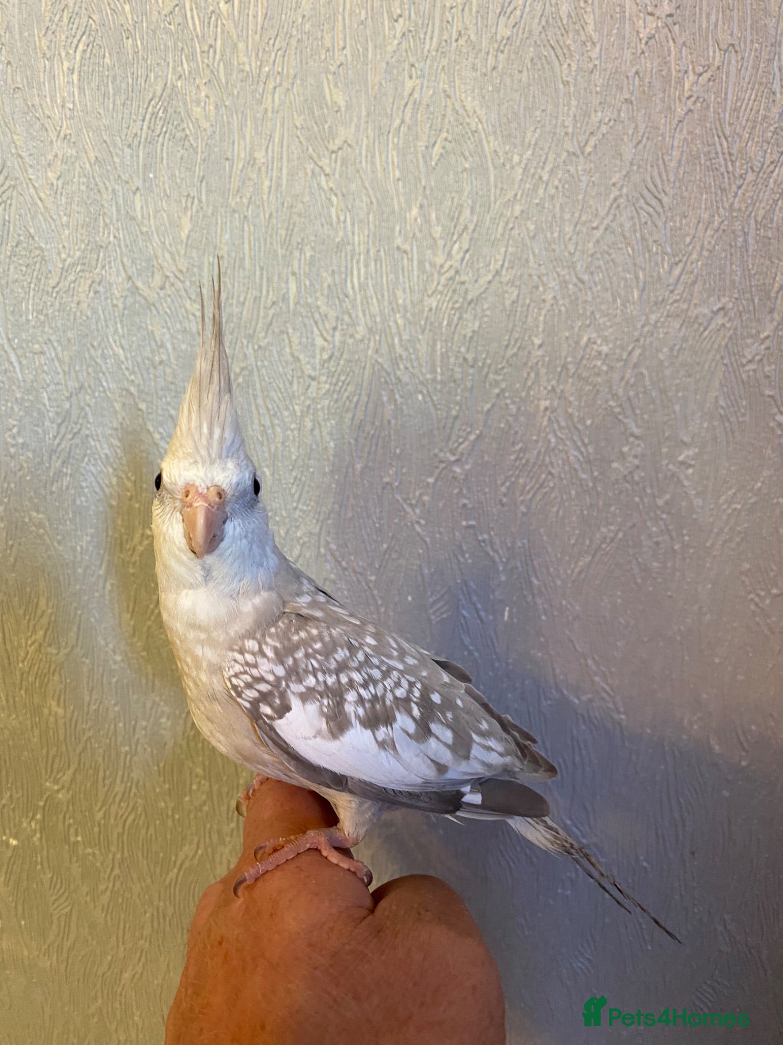 Cockatiels birds Cockatiel - Advert 1