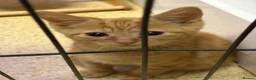Mixed Breed cats for sale: Kittens for sale - Advert 10