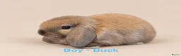 Mini Lop rabbits for sale: 🐰 Adorable Mini Lop Bunnies–Ready 30th October!🐰 - Advert 6