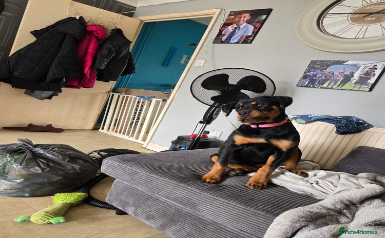 Rottweiler dogs - Advert 1