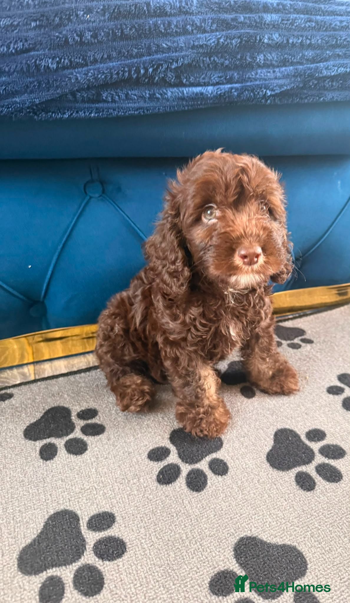 Cockapoo dogs Two beautiful boy left  - Advert 2
