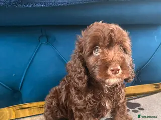 Cockapoo dogs Two beautiful boy left - Advert 7