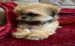 Lhasa Apso dogs for sale: Lhasa Apso Puppies 🐶  - Image 14