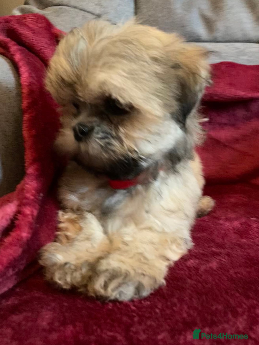 Lhasa Apso dogs for sale: Lhasa Apso Puppies 🐶  - Image 14
