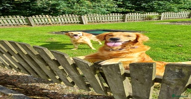 Goldendoodle dogs - Advert 4