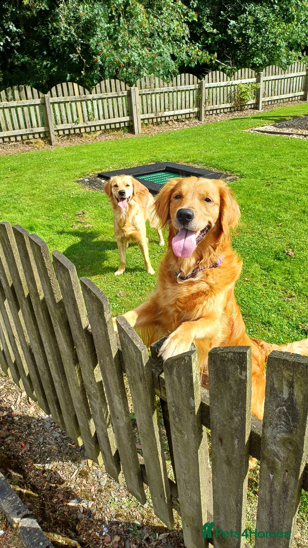 Goldendoodle dogs for sale: 3/4Golden 1/4Doodles 😃 black and gold - Image 10