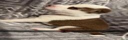 Siberian Husky dogs for sale: 4 beautiful husky puppy’s  in Seaham - Advert 5