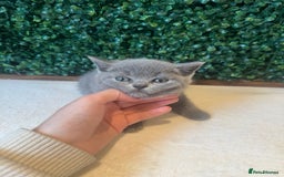 British Shorthair cats for sale: 💕British Shorthair Blue Kittens💕 - Image 10