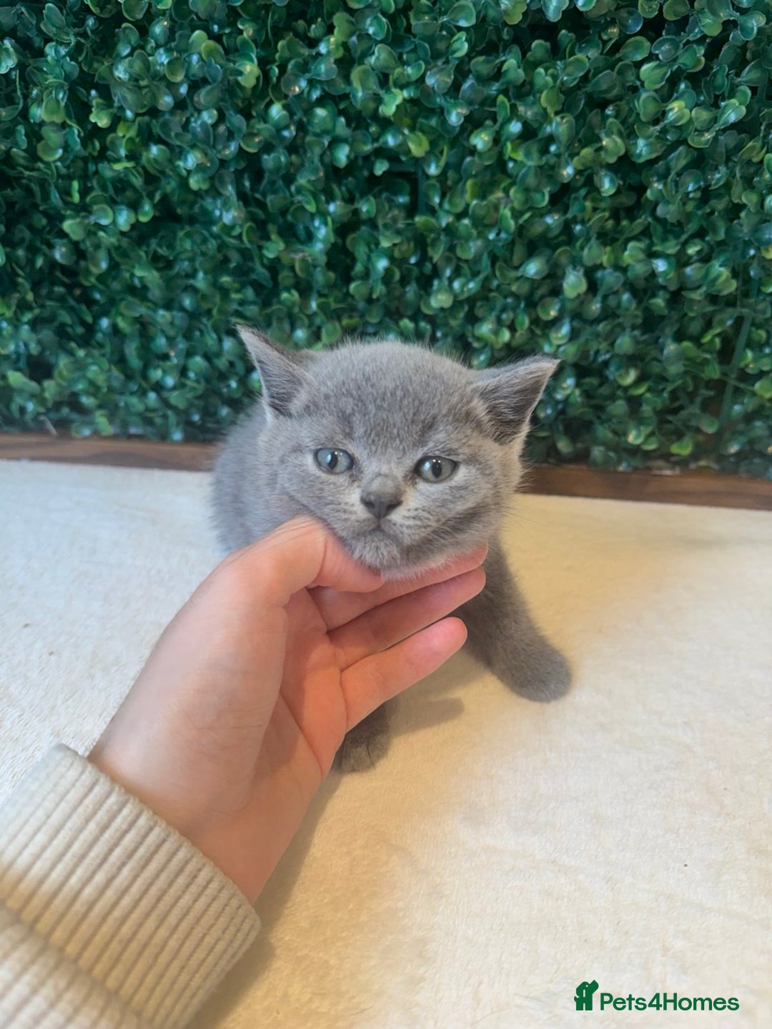 British Shorthair cats for sale: 💕British Shorthair Blue Kittens💕 - Image 10