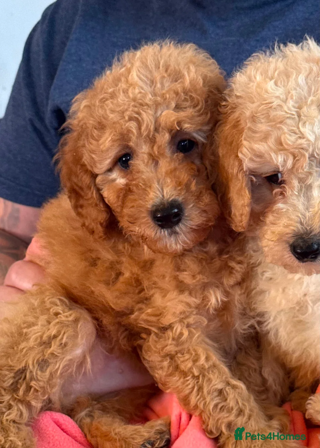 Cavapoo dogs for sale: Cute toy cavapoo puppies reds/apricots 2 left   in Airdrie - Advert 2