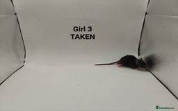 Rat rodents for sale: OCT: 32 Rats (7 Rats: 4 Boys, 3 Girls Left) - Advert 14