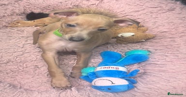 Italian Greyhound dogs - Advert 3