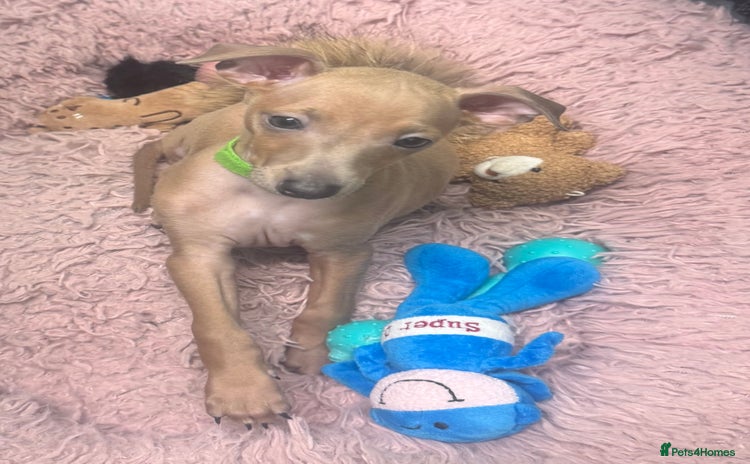 Italian Greyhound dogs - Advert 1