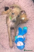 Italian Greyhound dogs - Advert 3