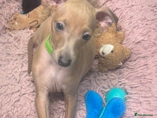 Italian Greyhound dogs - Advert 1