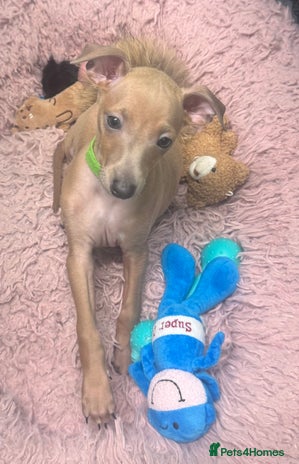 Italian Greyhound dogs - Advert 1