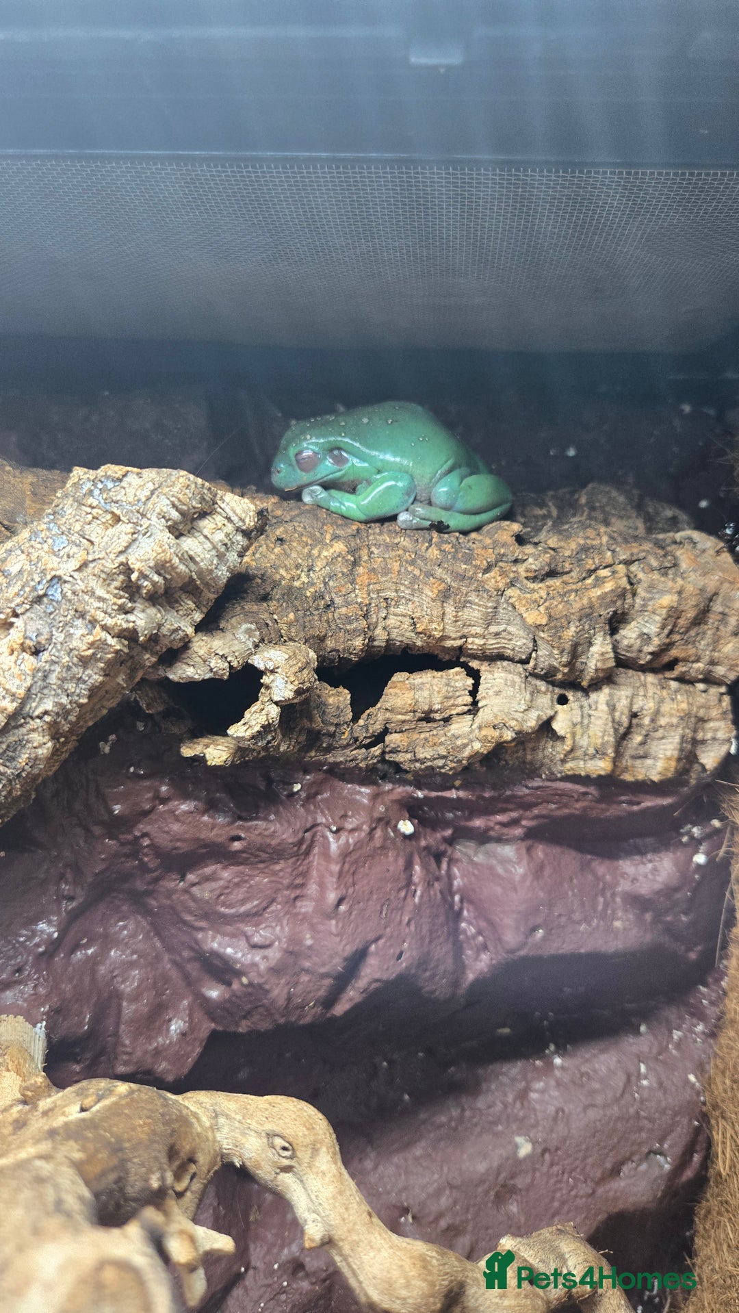 Frog reptiles for sale: 2x Male Whites tree frog and set up - Image 3