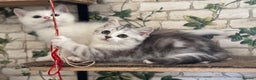Munchkin cats for sale: Full Pedigree Munchkin Kittens  - Advert 5