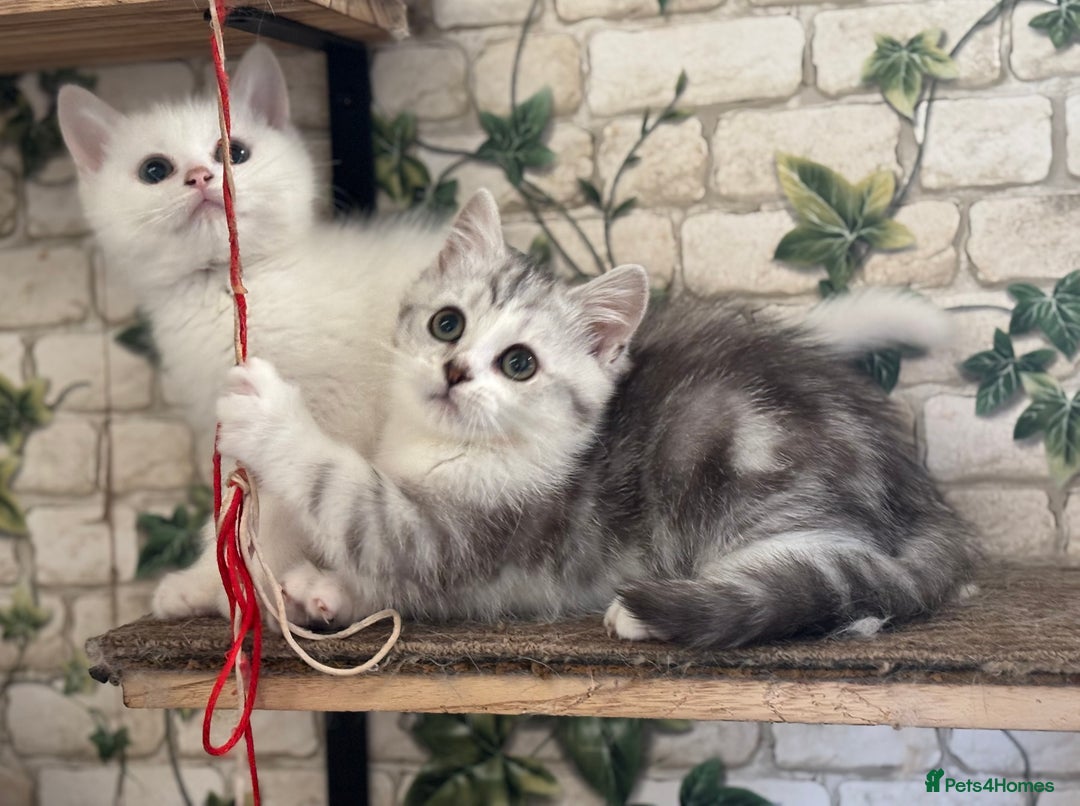 Munchkin cats for sale: Full Pedigree Munchkin Kittens  - Advert 5