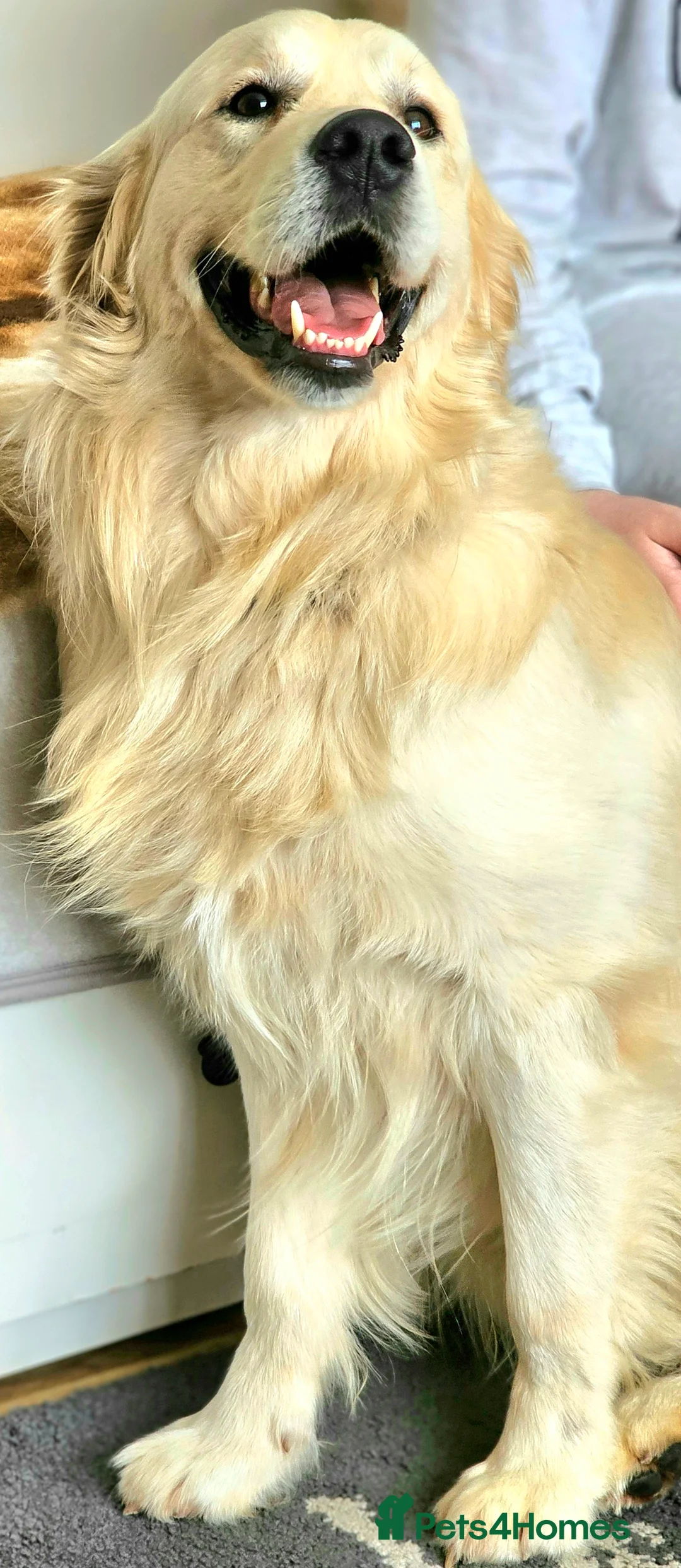 Golden Retriever dogs for stud:   ICT CLEAR Proven Golden Retriever for stud in Manchester - Advert 4