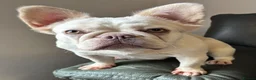 French Bulldog dogs for sale: Beautiful Frenchie Females - Advert 1