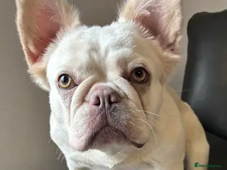 French Bulldog dogs Beautiful Frenchie Females - Advert 2