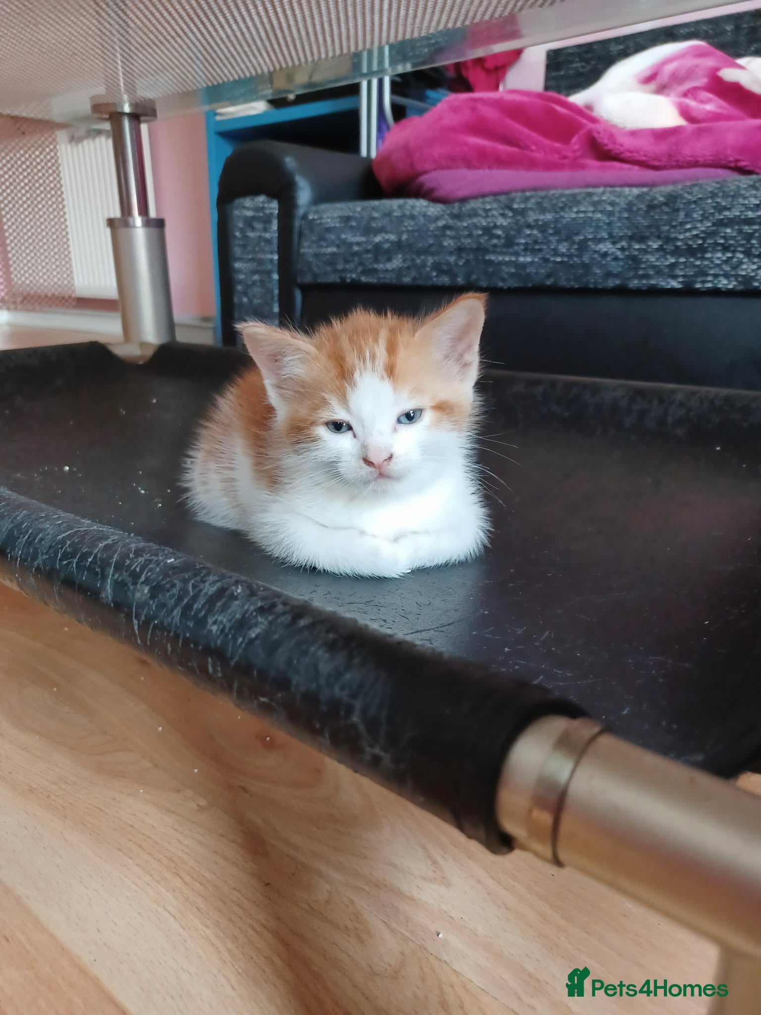 Mixed Breed cats 4 kittens - Advert 4