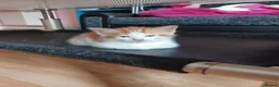Mixed Breed cats for sale: 4 kittens - Advert 1
