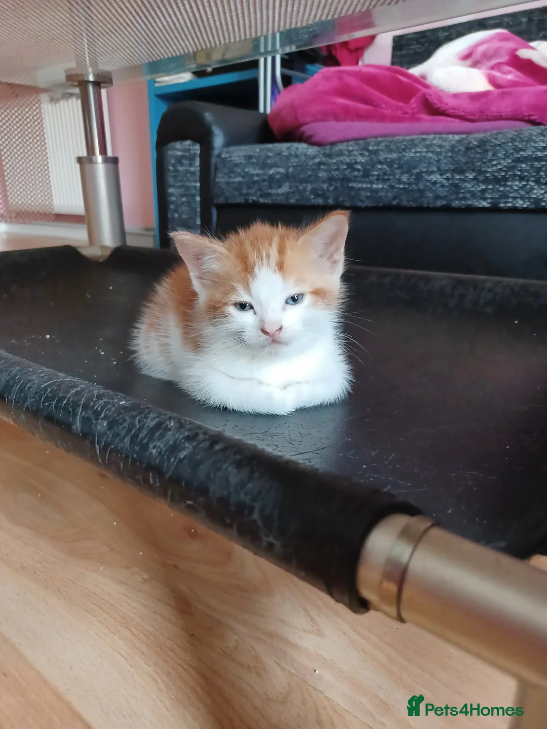 Mixed Breed cats for sale: 4 kittens - Advert 1