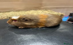 Guinea Pig rodents for sale: 8 week old guinea pig baby boars - Image 6