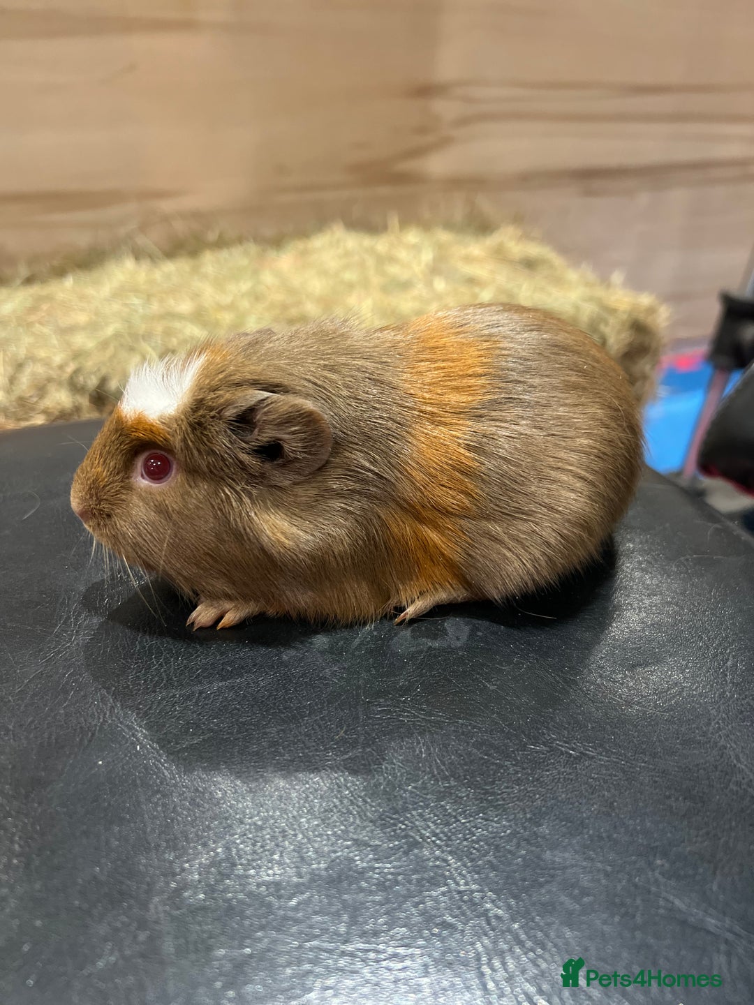 Guinea Pig rodents for sale: 8 week old guinea pig baby boars - Image 6