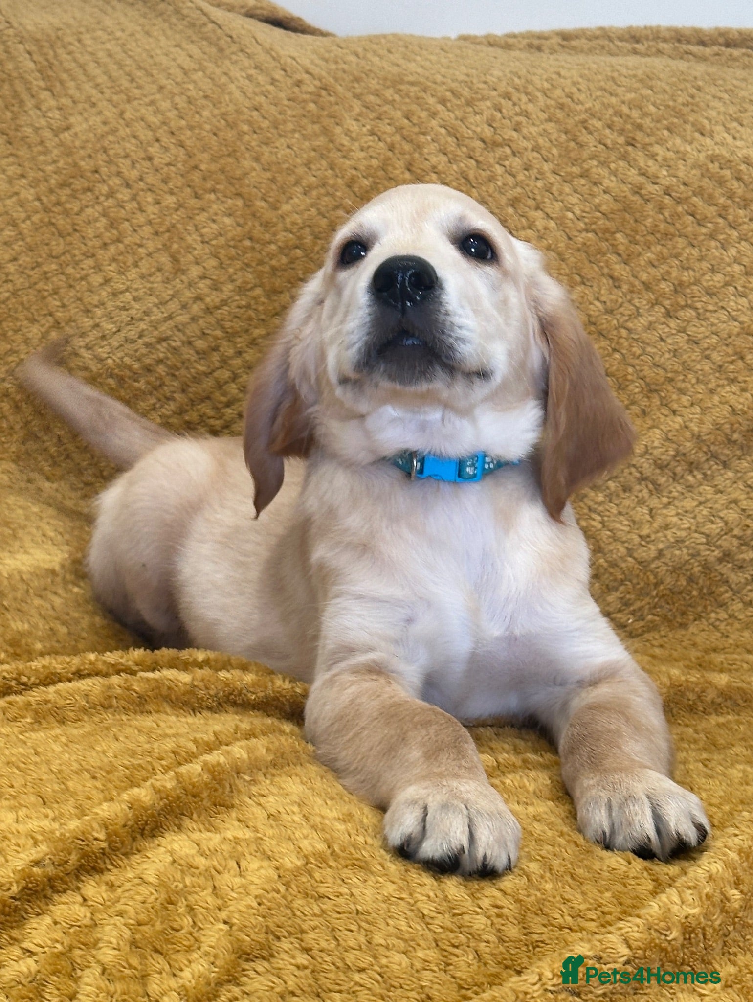 Golden Retriever dogs Quality litter of KC reg Golden Retriever puppies - Advert 2
