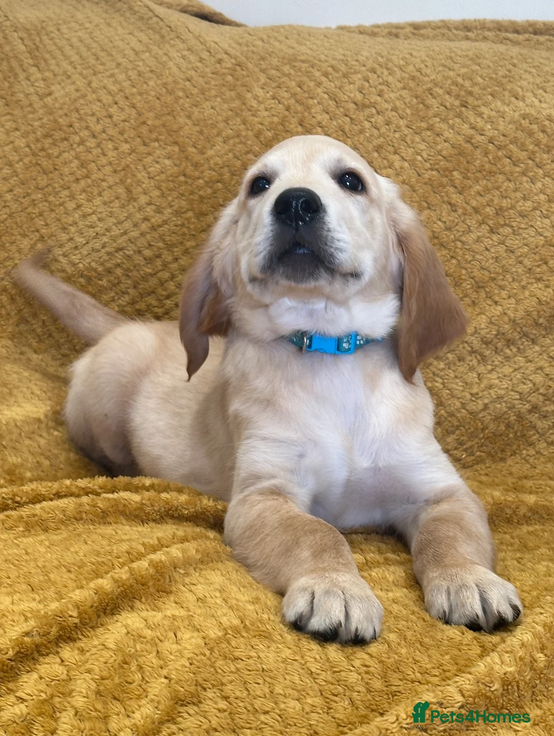 Golden Retriever dogs for sale: Quality litter of KC reg Golden Retriever puppies - Advert 2