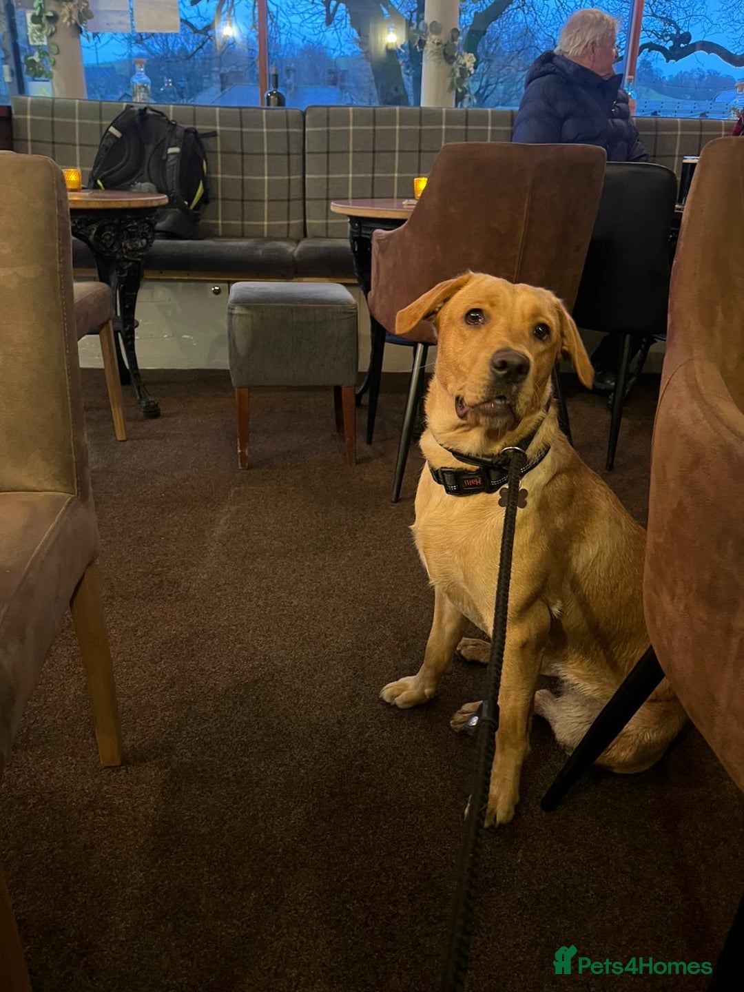 Labrador Retriever dogs for sale: 1 year old bitch Labrador  - Advert 3