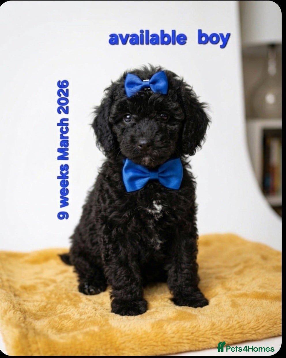 Cockapoo dogs TeddyFce 8-Week-Cockapoo Pup intelligent  sit, paw - Advert 3