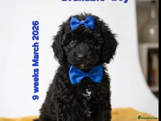 Cockapoo dogs TeddyFce 8-Week-Cockapoo Pup intelligent sit, paw - Advert 3