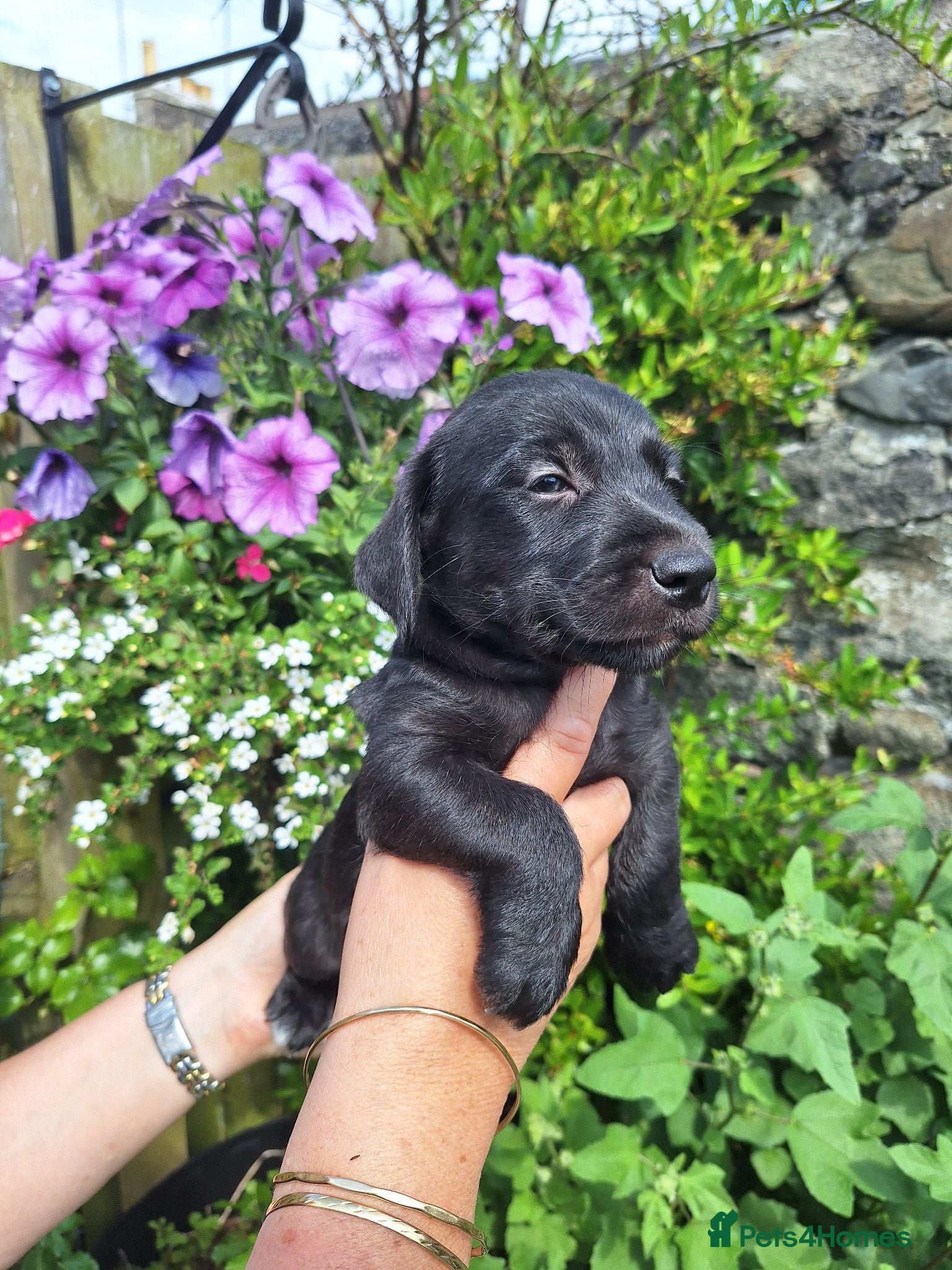 Mixed Breed dogs Beddy/jacks  - Advert 1