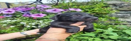 Mixed Breed dogs for sale: Beddy/jacks  in Girvan - Advert 4