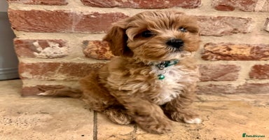 Cavapoo dogs Ready to leave - F1b male Cavapoo  - Advert 10