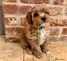 Cavapoo dogs Ready to leave - F1b male Cavapoo - Advert 13